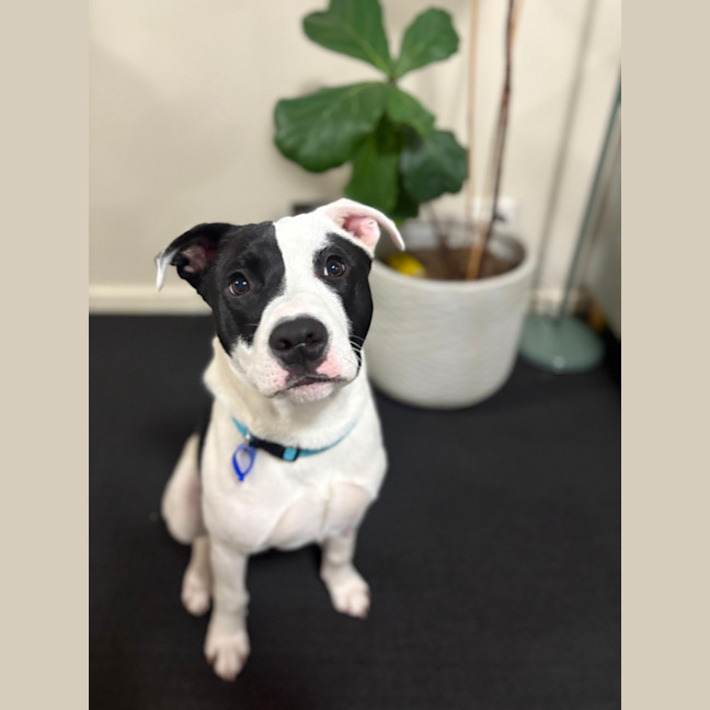 Photo of Tux   6 Month Old Staffy X