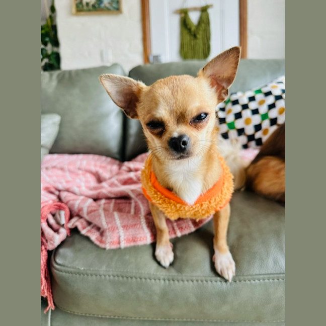 Photo of Geronimo