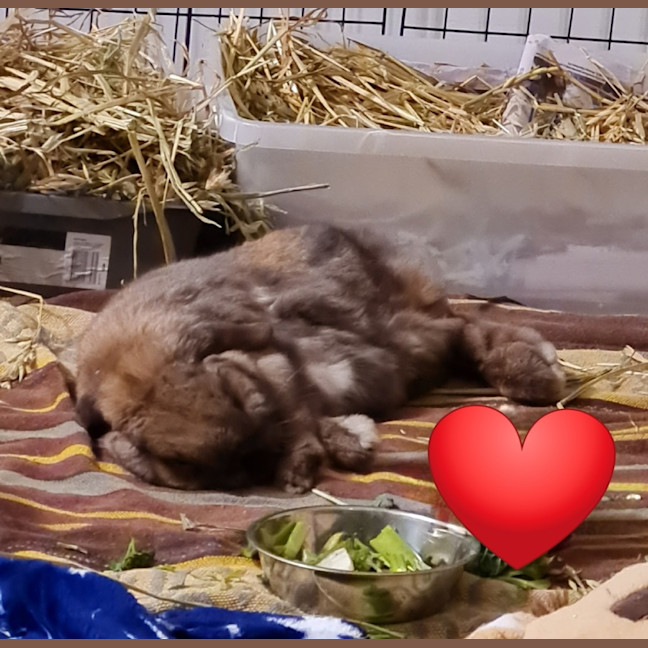 Photo of Ultimate Cookie