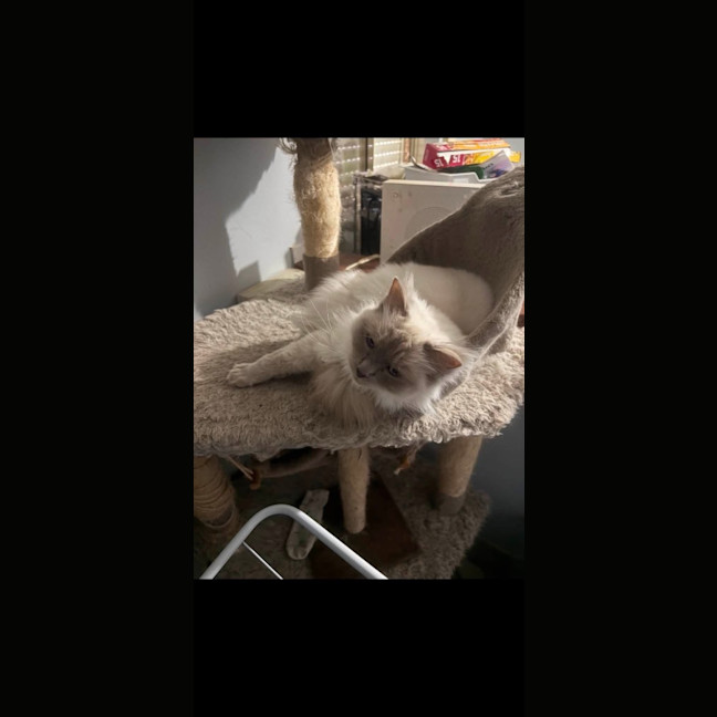 Photo of Casper