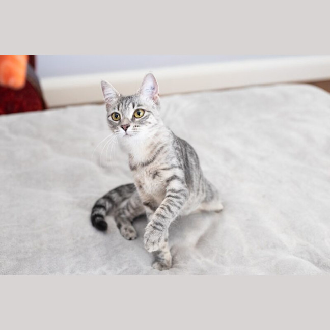 Photo of Willow
