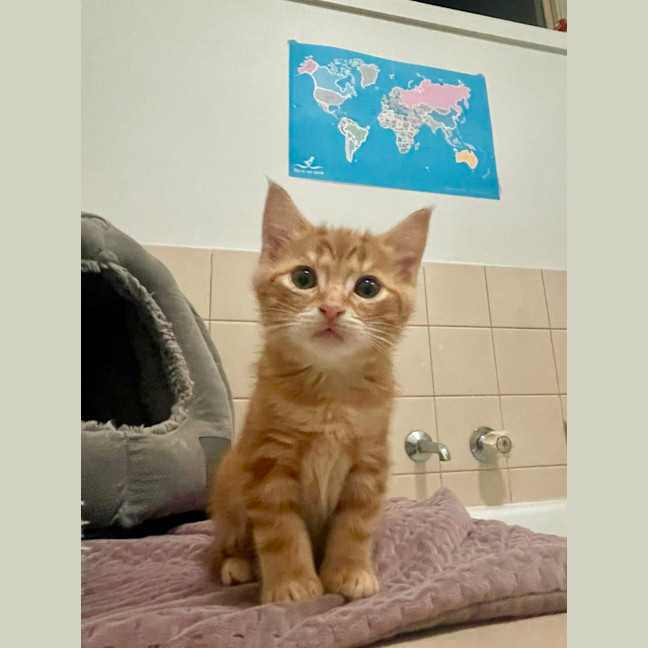 Photo of Thor