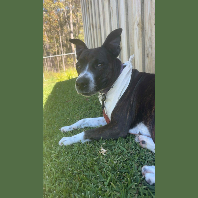 Photo of Stella   1 Year Old Kelpie X Staffy