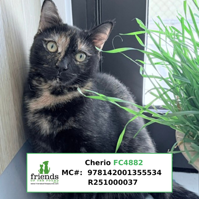 Photo of Cherio