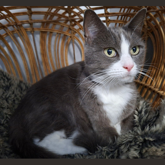 Photo of Luna