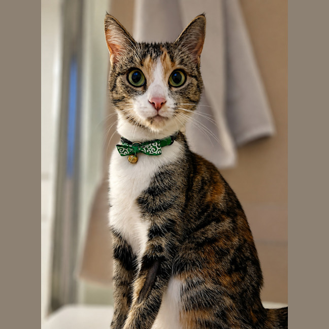 Photo of Meow Meow