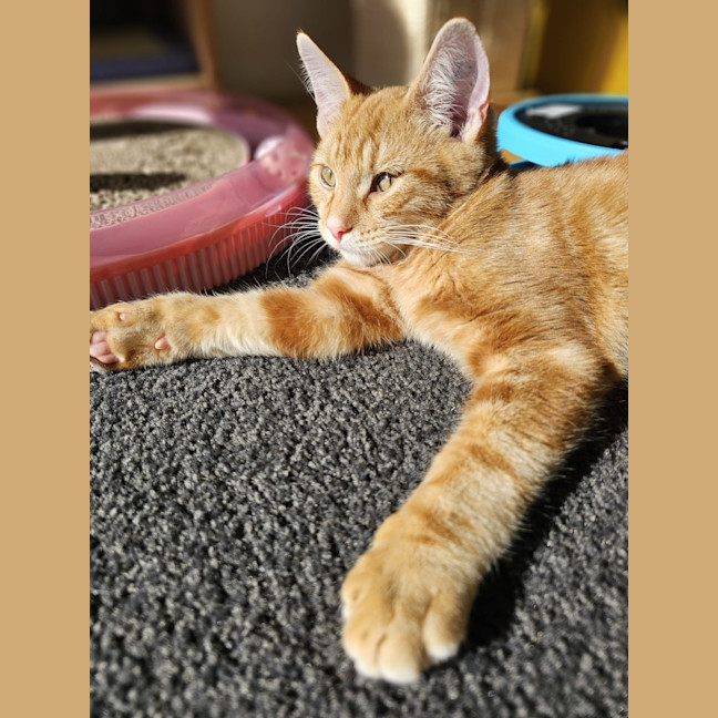 Photo of Splat