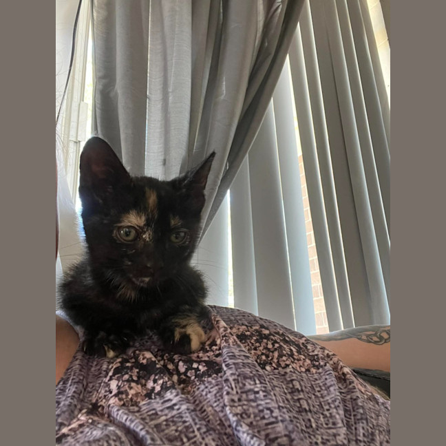 Photo of Chilli Bean
