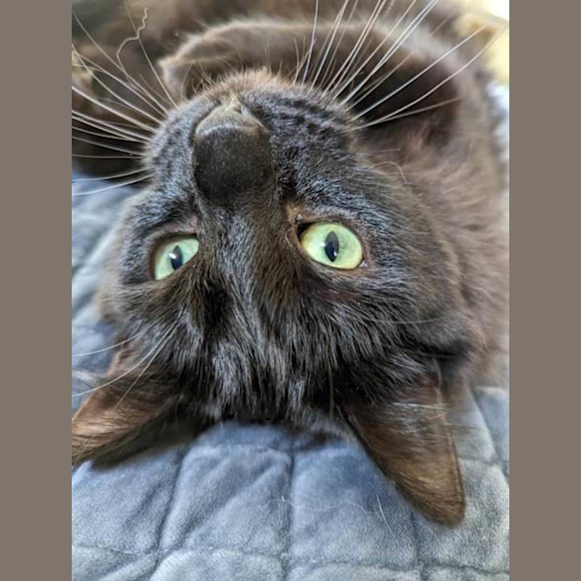 Photo of Marmalade And Shadow Fax