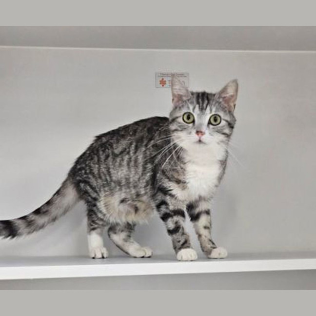 Photo of Nimmer