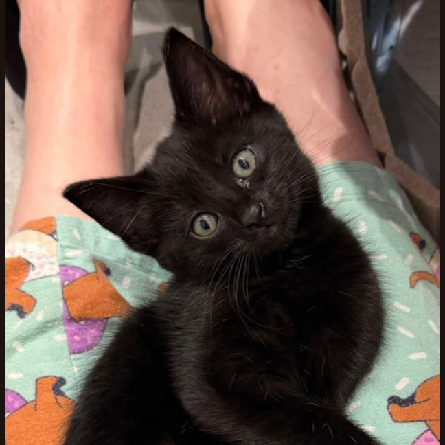 Photo of Chaos Monkey & Splunk 