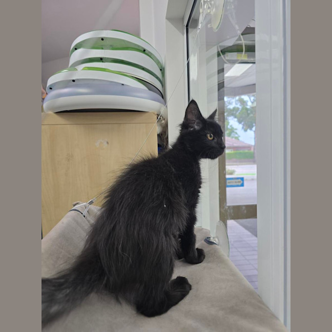 Photo of Wednesday *Available At Pet Stock Milperra*