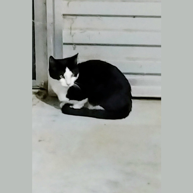 Photo of Sigma