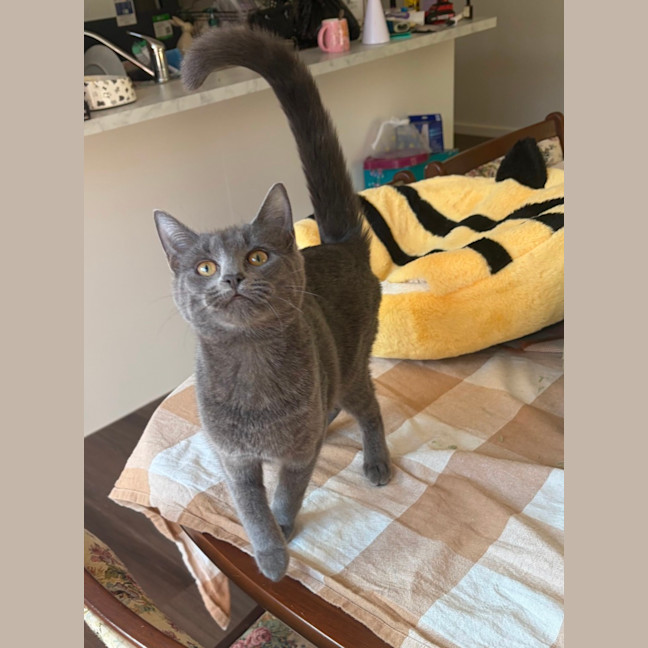 Photo of Rocket