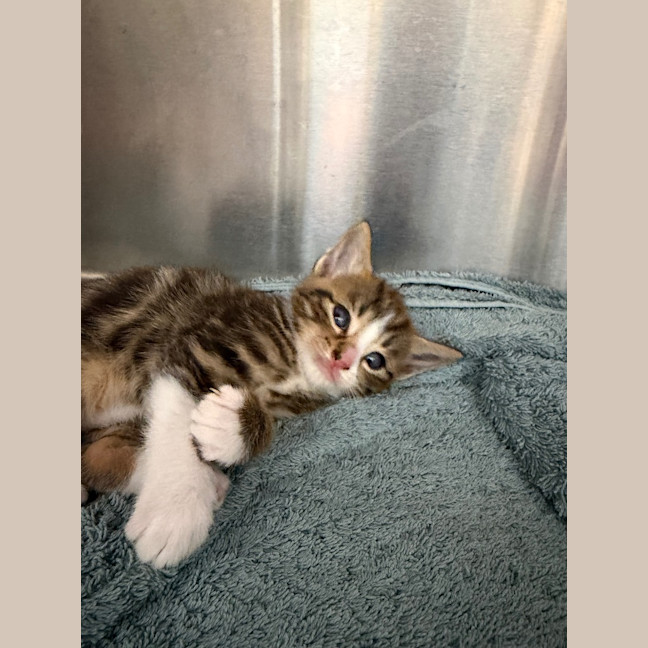 Photo of Cherry