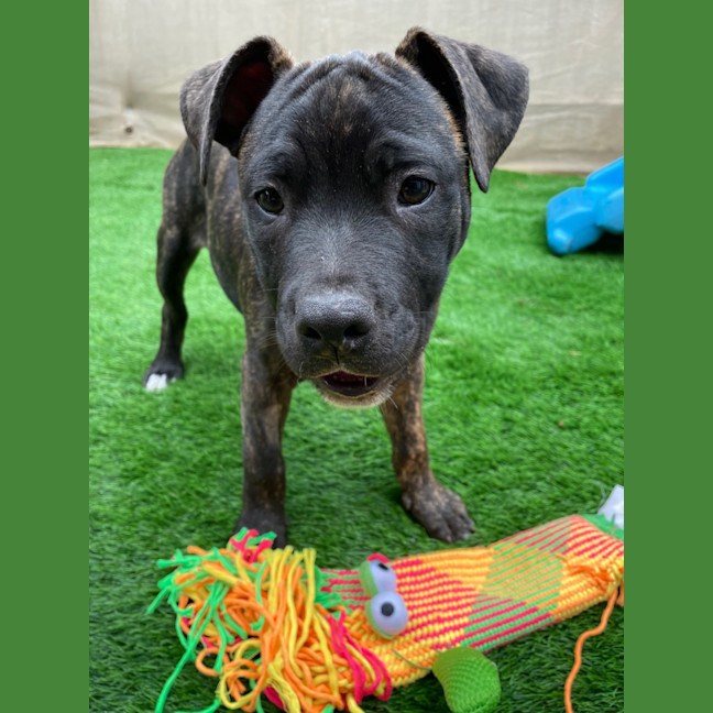 Photo of Aston Martin