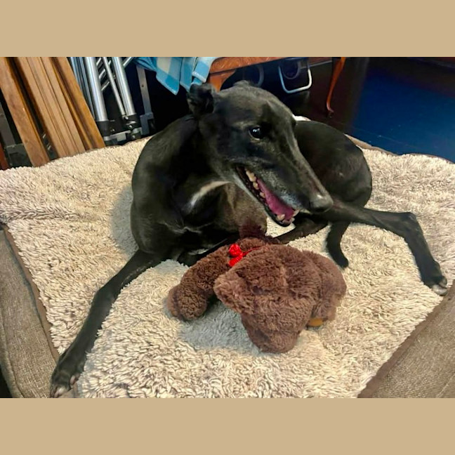 Photo of Meli, The Greyhound