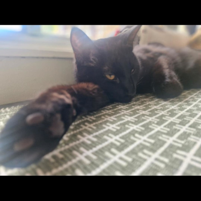 Photo of Lestat   Located In Preston