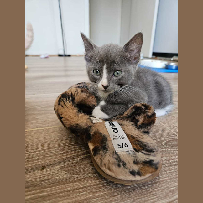 Photo of Henrietta