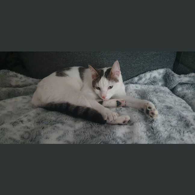 Photo of Shuno (Assisted Rehome)