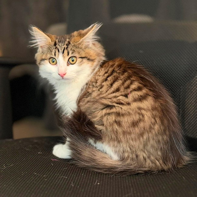 Photo of Sabrina   In Foster Care In Templestowe