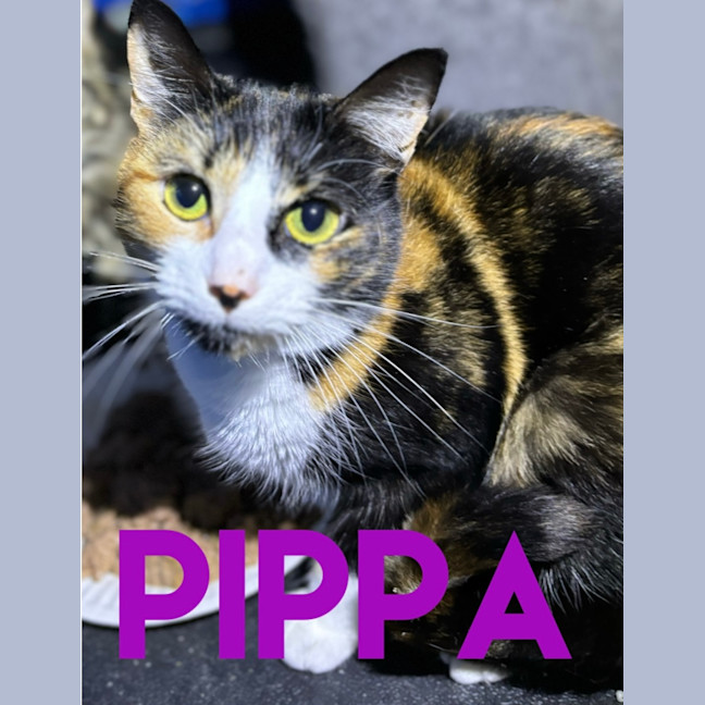 Photo of Pippa 