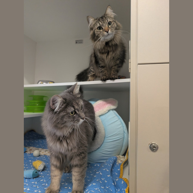 Photo of Bonny & Clyde