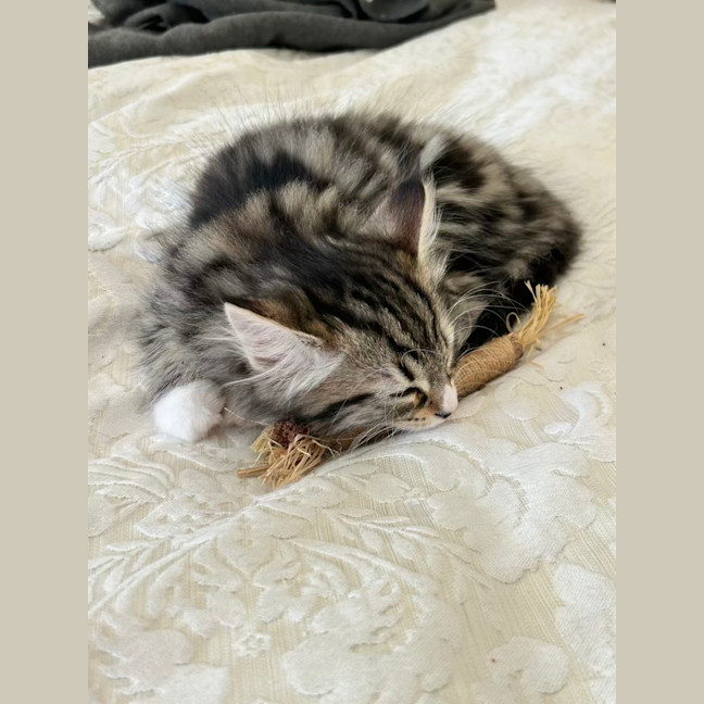 Photo of Alister   Located In Lower Plenty