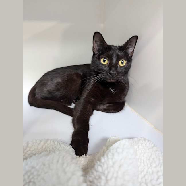 Photo of Zelda