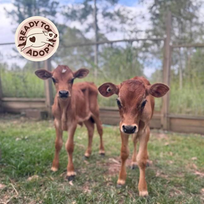 Photo of Darby & Elliot