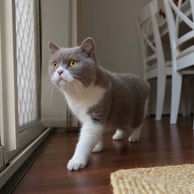 Photo of Teddy