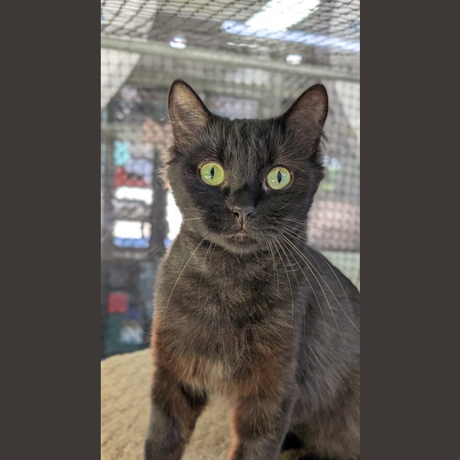 Photo of Misty