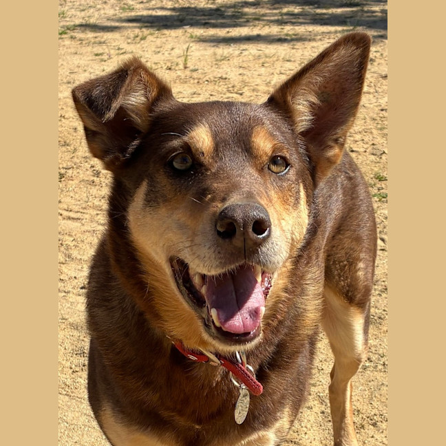 Photo of Digger