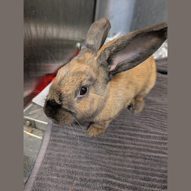 Photo of Caramel