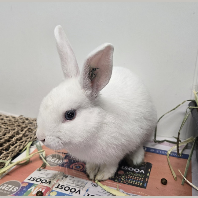 Photo of Pumba
