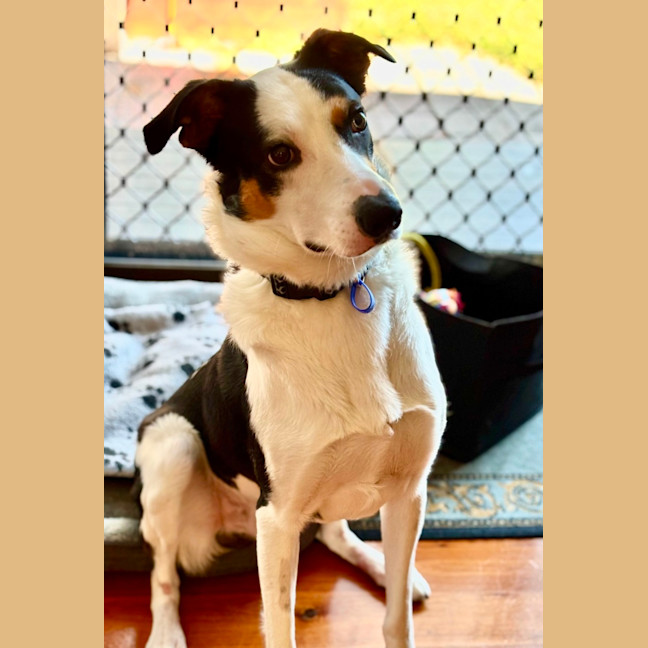 Photo of Toby   2 Year Old Border Collie