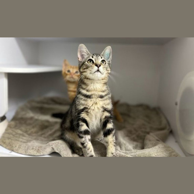 Photo of Leopold