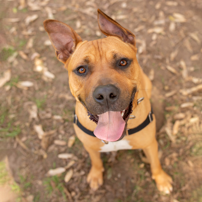 Photo of Scrappy Doo