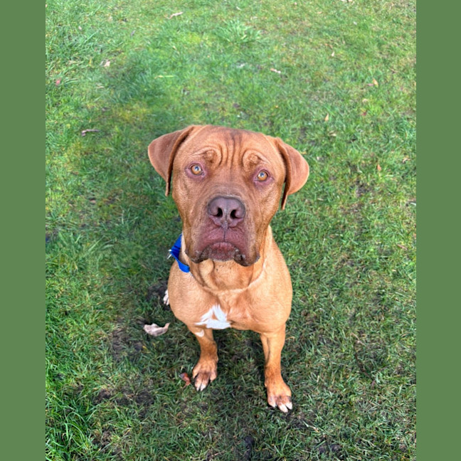 Photo of Otis
