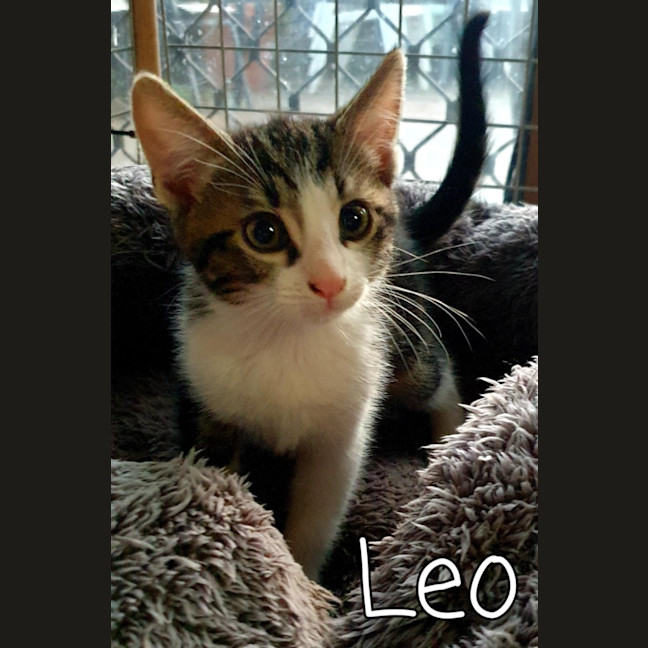 Photo of Leo