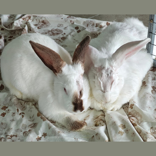 Photo of Cashew