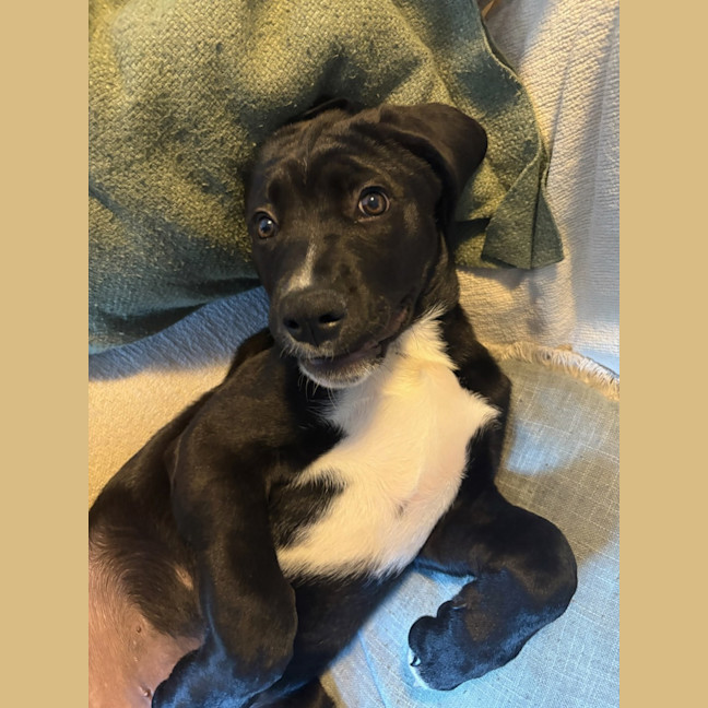 Photo of Trigger