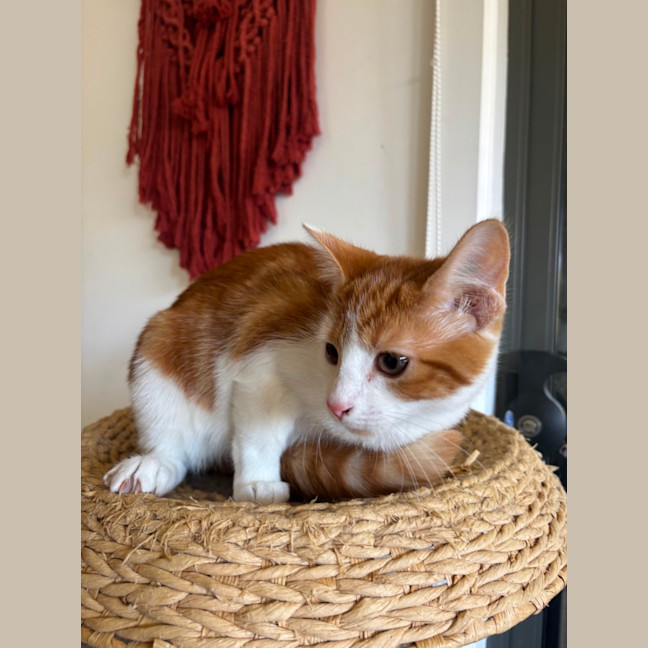 Photo of Andi Meet Me@Petstock Hastings 