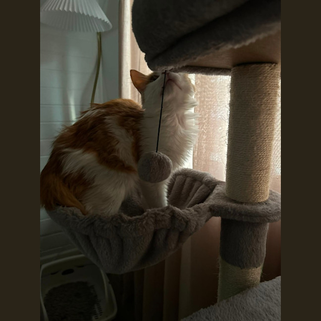 Photo of Simba