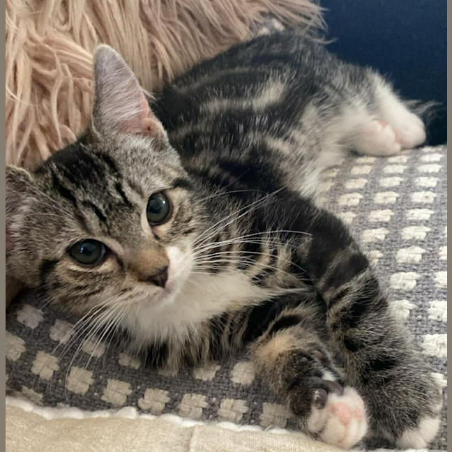 Photo of 🐾 Apollo 🐾