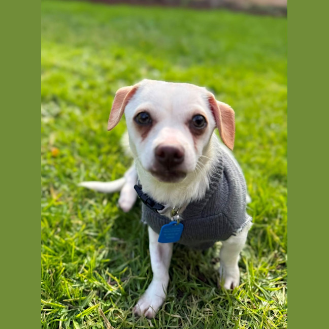 Photo of Slinky