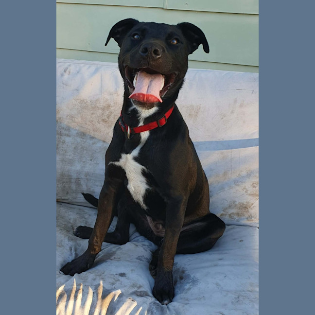 Photo of Kuro