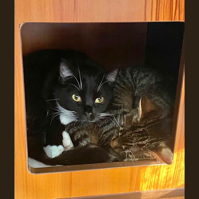 Photo of Metis **2nd Chance Cat Rescue**