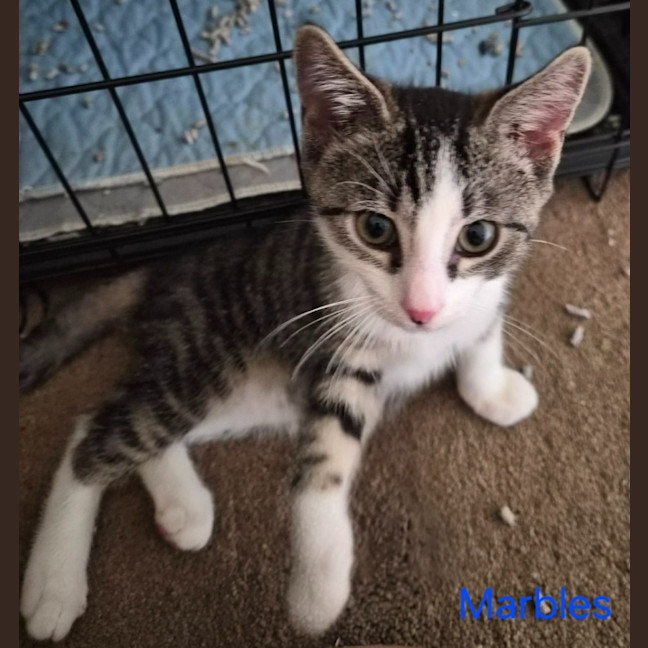 Photo of Marbles