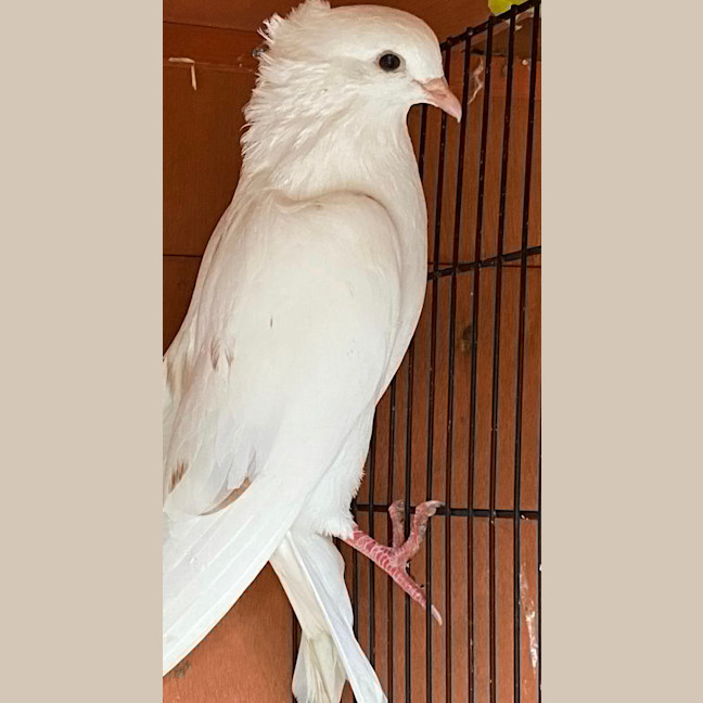 Photo of Ditzy
